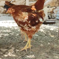 نیمچه گلپایگان