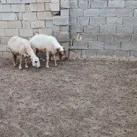 دو عدد گوسفند ماده در شادگان