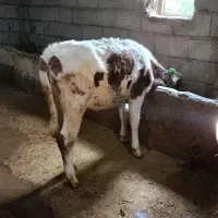 فروش گوساله ماده سیمینتال