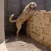 پژدر ۲ساله