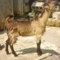دوراس بزغاله ماده مخصوص داشتی پروار گوسفند