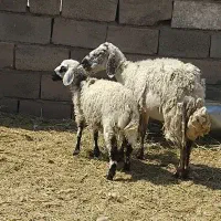 میش بره
