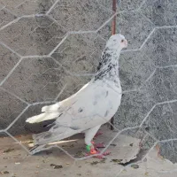جفت سار|پرنده|مشهد, شهید آوینی|دیوار
