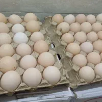 تخم مرغ بومی