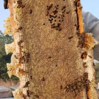 عسل طبیعی اوچ قارداش کلیبر