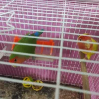 طوطی برزیلی جفت
