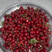 گیلاس تک دانه درجه یک