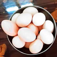 فروش تخم مرغ محلی و خانگی کاشمر