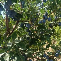 فروش-یک-قواره-خانه-باغ