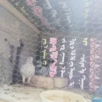 کبوترجفت کار