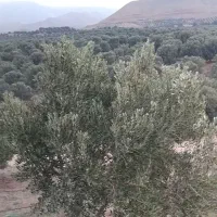 کارگر ساده