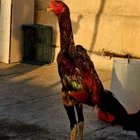 جوجه خروس  لاری اوشامو نسل دار