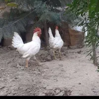فروش خروس