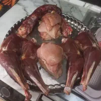 بوقلمون ۱۰۰درصد ارگانیک