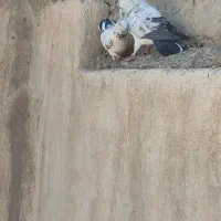 کفتر یا کبوتر پرشی