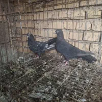 جفت لوت|پرنده|آبادان, |دیوار