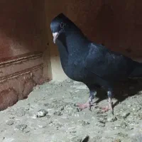 یه جفت جوجه زاغ چادری
