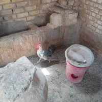 خروس براکل