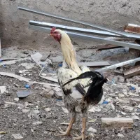 تخم مرغ لاری