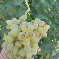 انگور عسگری