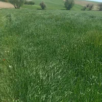 جو شیره ۱۵۰۰ متر