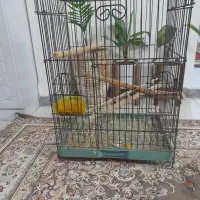 قفس  پرنده دوعدد ۱میلیون ۲۰۰سالم ومحکم