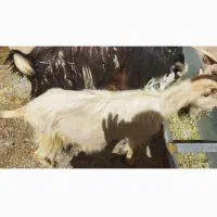نر بز سانن