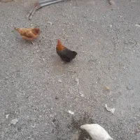 ۴ عدد مرغ تخم گزار