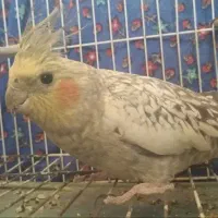 عروس هلندی دستی سخنگو