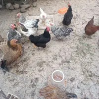 مرغ محلی تخمگذاروجوجه شاخدارو جوجه برهما