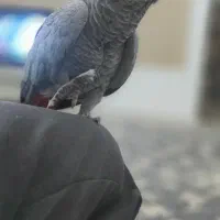 کاسکو فوق چلوندنی