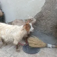 بزغاله