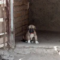 سگ سراب