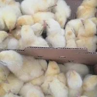 جوجه تخمگذار های لاین،ال اس ال،مرغ سفید،تخم مرغ