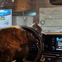 گربه پرشین