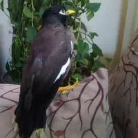 جوجه مینا