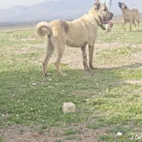 سگ نگهبان