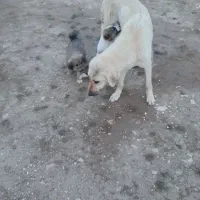 سگ ماده عراقی بادوتابچه 2ماهه برای گله ونگهبانی