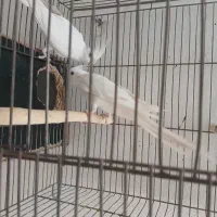 جفت آلبینو نطفه دار کارداده