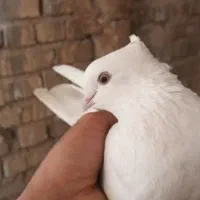 یک عدد کبوتر ماده سفید مور کاکولی چشم زرد