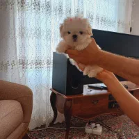 سگ پودل کراس مینیاتوری