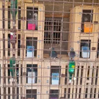 قفس چوبی جفتگاه لانه جفت کن