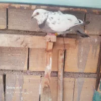 کفتر