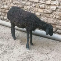 بره ماده کشتنی