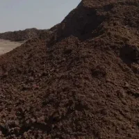 کود گاوی