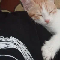 گربه