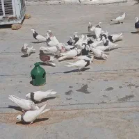 طوقی شهر بابک