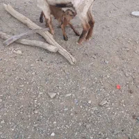 بز و بوقلمون