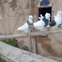 کبوتر طوقی پشتار