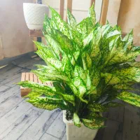 گل طبیعی فروش